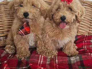 Cavapoo dogs heath checked by vet report given - Advert 1
