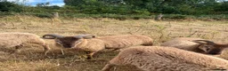 Sheep livestock for sale: Pedigree Castlemilk Moorit sheep in Taunton - Advert 4