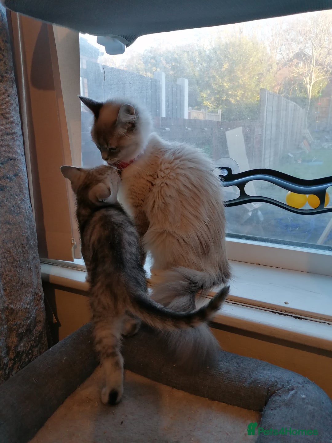 Mixed Breed cats for sale: Ragdoll x persian - Advert 4