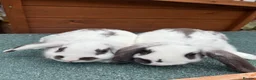 Mixed Breed rabbits for sale: Mini lop cross English spot baby bunnies  - Advert 4