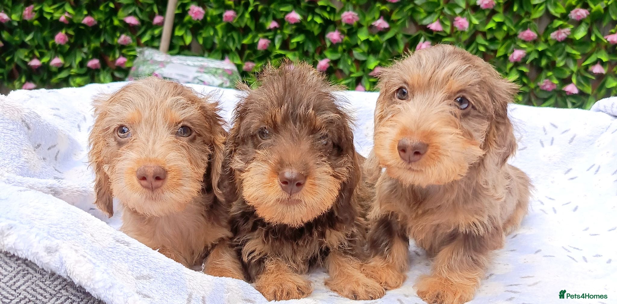 Miniature Dachshund dogs QUALITY MINI WIRES KC REG HEALTH TESTED PARENTS - Advert 1