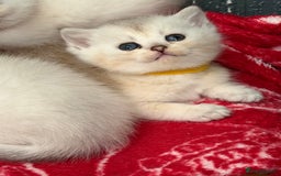 British Shorthair cats for sale: Stunning BSH golden silver kittens TICA - Image 9