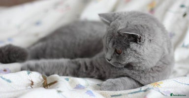 British Shorthair cats - Advert 16