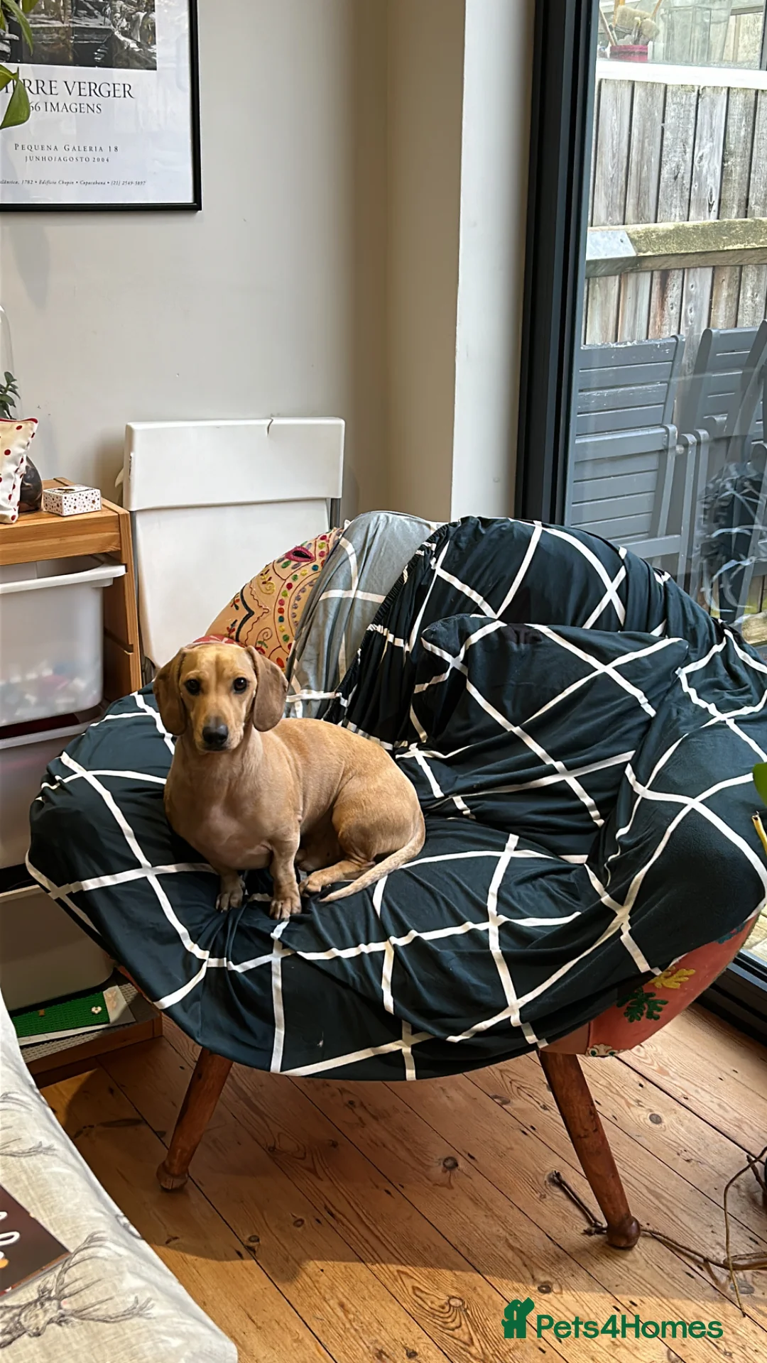 Dachshund dogs for sale: Jimmy the Daxie - 5 years old   - Advert 9