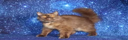 British Shorthair cats for sale: Retired British Shorthair/Longhaired females - Advert 13