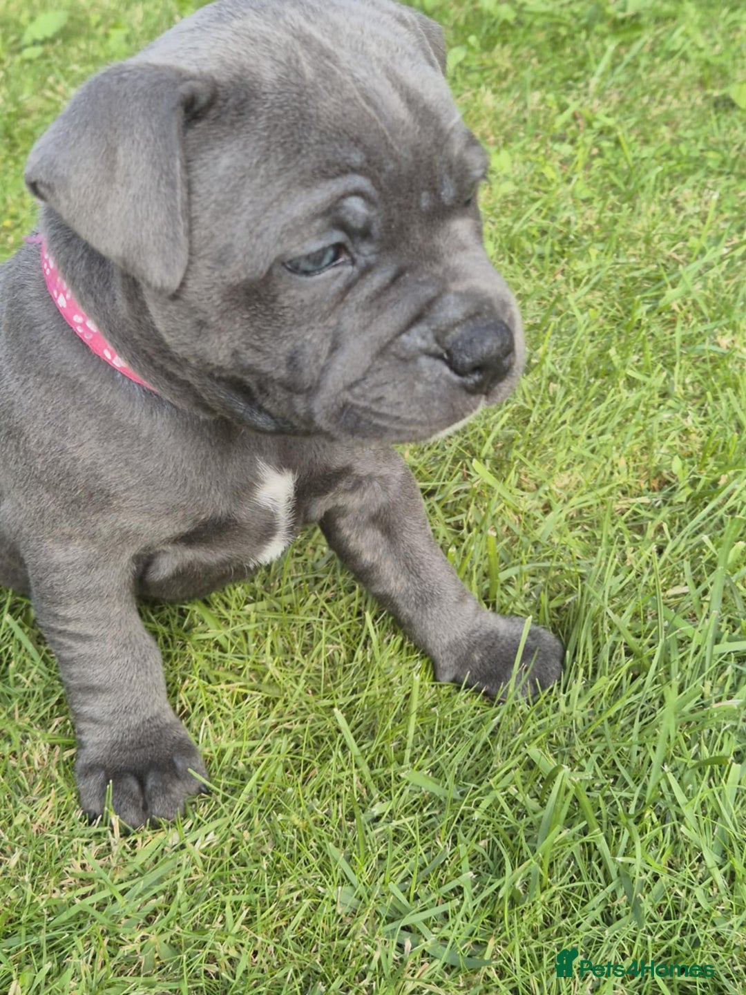 Staffordshire Bull Terrier dogs for sale: Staffordshire Bull Terrier Puppy purple  - Beautiful KC reg Blue Staffordshire bullterriers  - Image 18