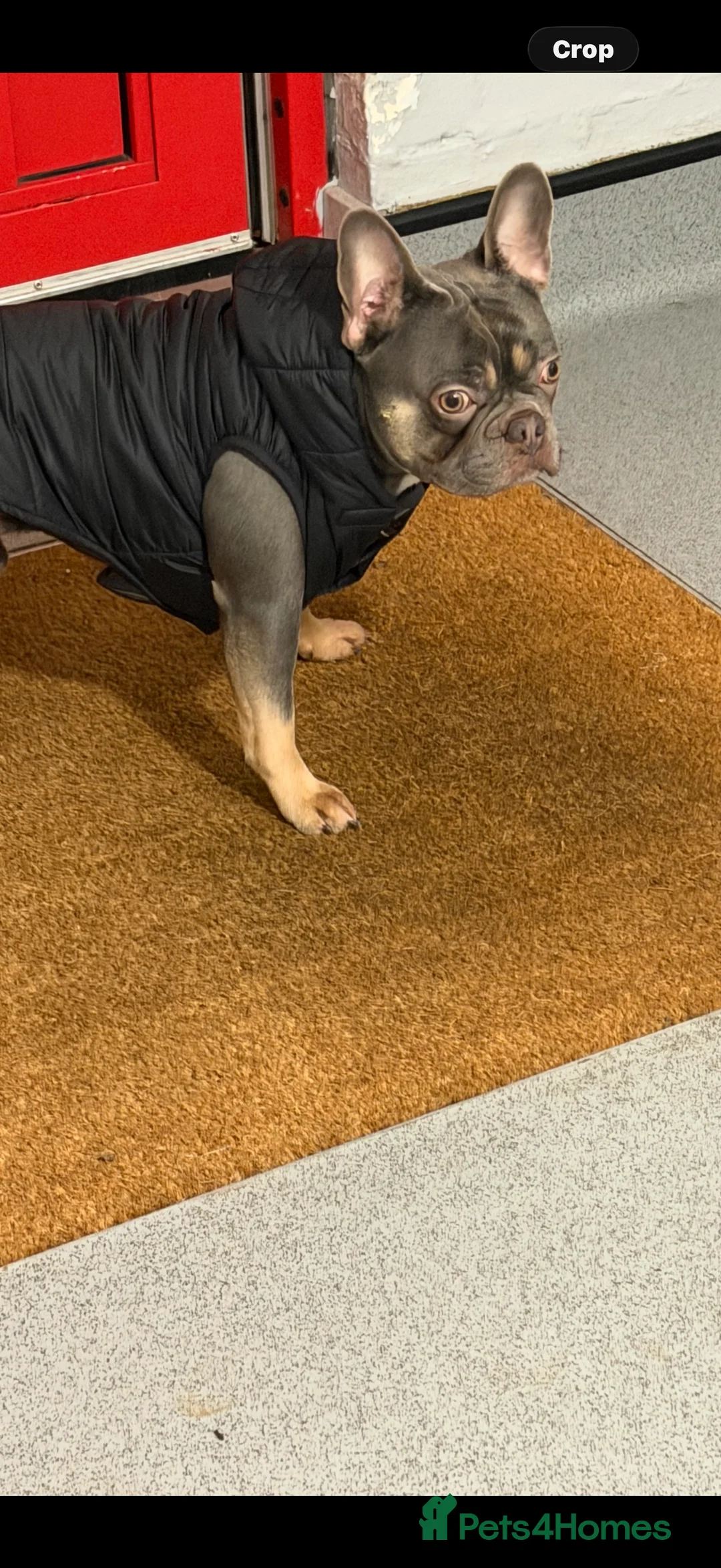 French Bulldog dogs for stud: French bull dog stud  - Advert 5