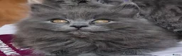 British Longhair cats for sale: Gorgeous British Blue longhair kittens - Advert 13
