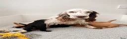 Cockapoo dogs for sale: 🐶🤍 ADORABLE F1 COCKAPOO PUPPYS 🤍🐶 - Advert 3