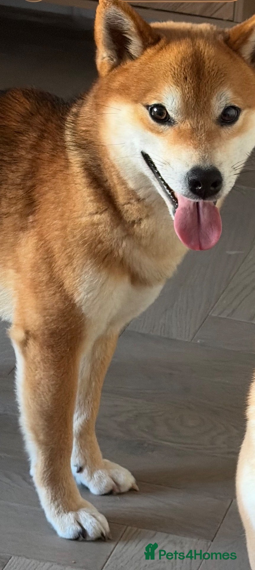 Japanese Shiba Inu dogs for sale: Pet rehome   - Advert 4