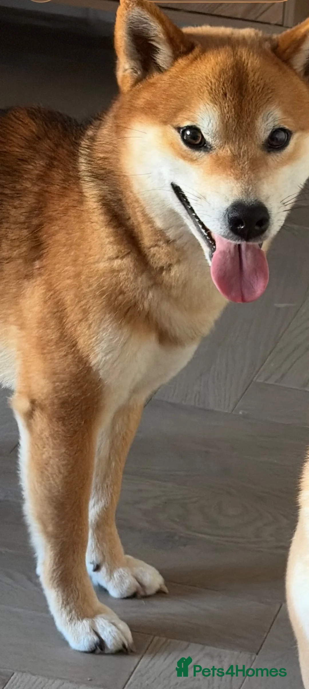 Japanese Shiba Inu dogs for sale: Pet rehome   - Advert 1