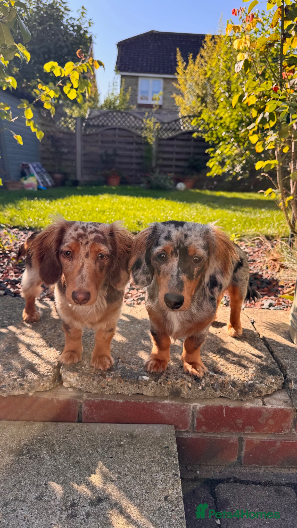 Miniature Dachshund dogs Rolo & Milo  - Advert 1