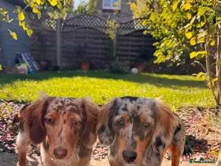 Miniature Dachshund dogs Rolo & Milo - Advert 1