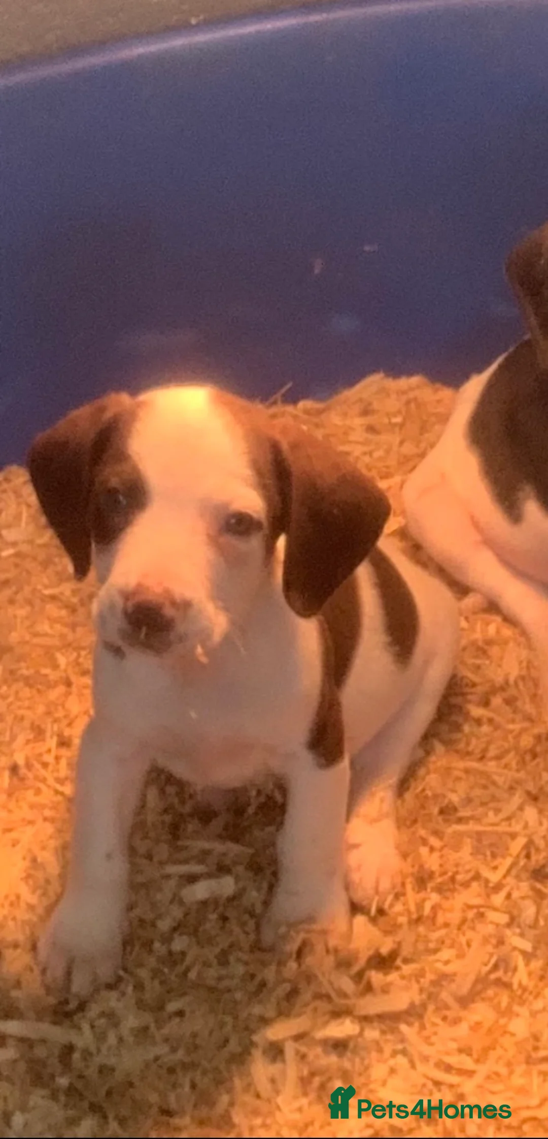 Beagle dogs for sale: Beagle  - Advert 2