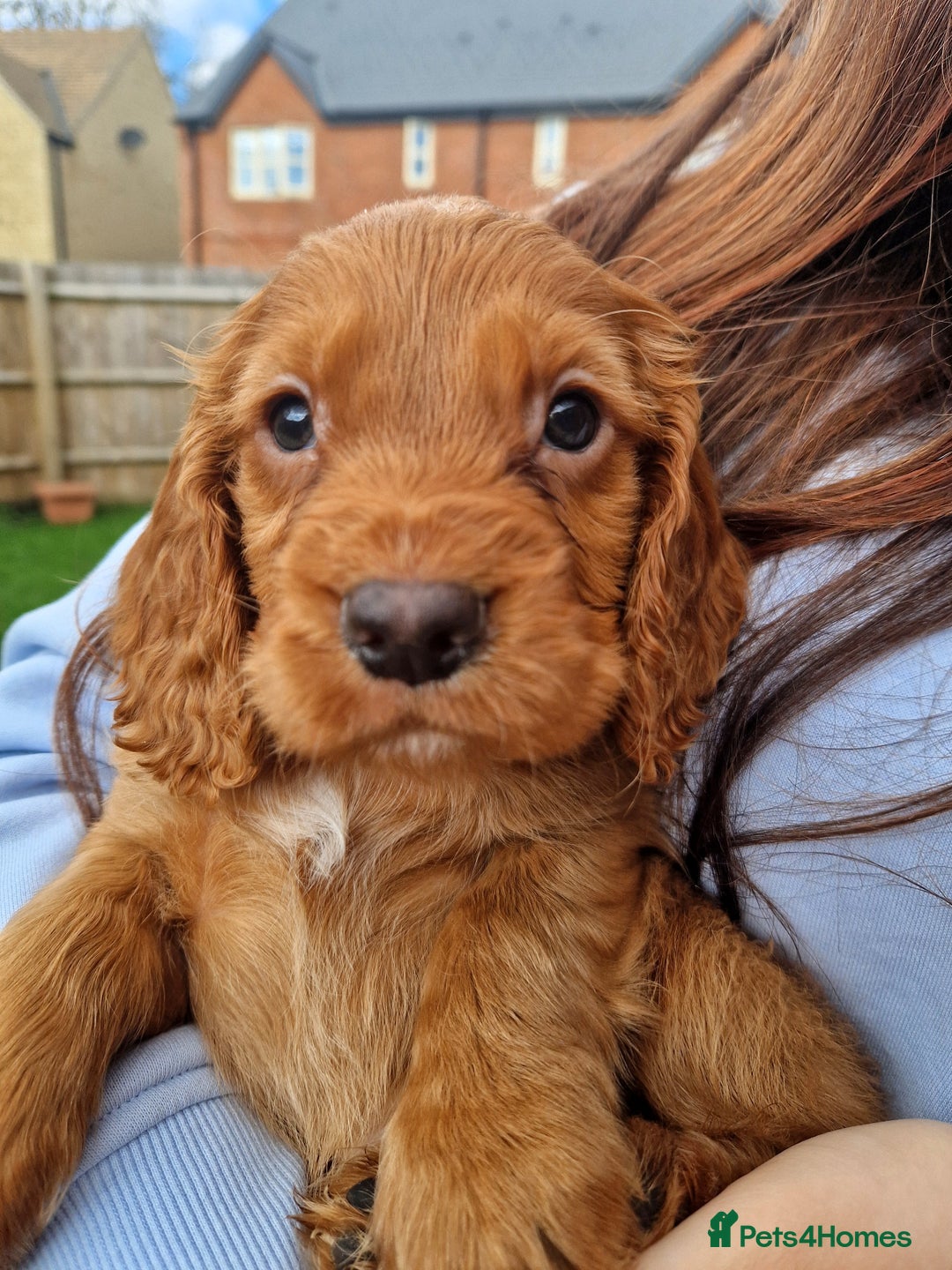 Cocker Spaniel dogs for sale: 11 months old Cocker Spaniel Bentley - Advert 3