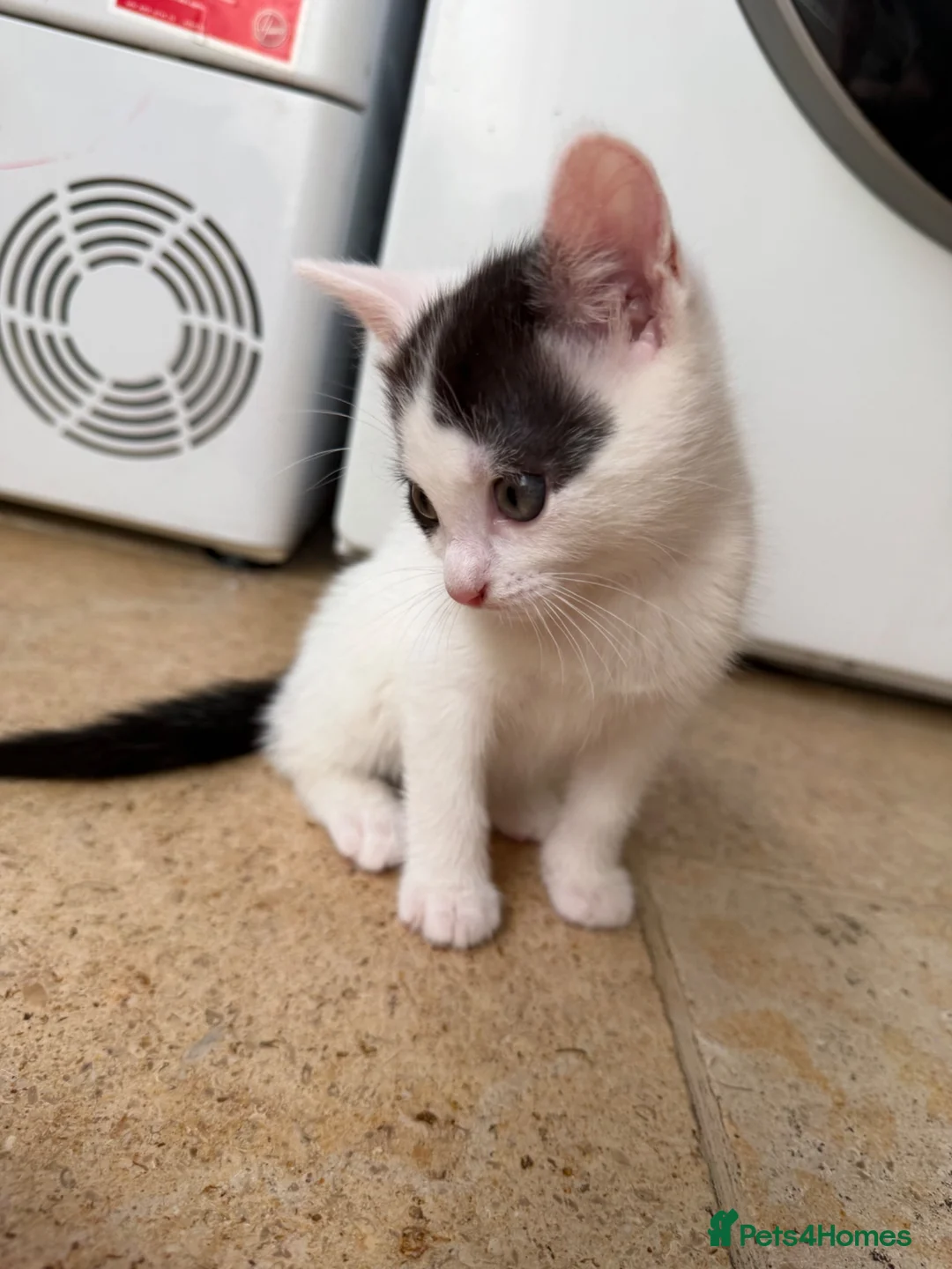 Mixed Breed cats for sale: Gorgeous mixed kittens! - Advert 2