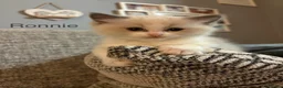 Ragdoll cats for sale: 2 handsome blue bi colour boys - Advert 8