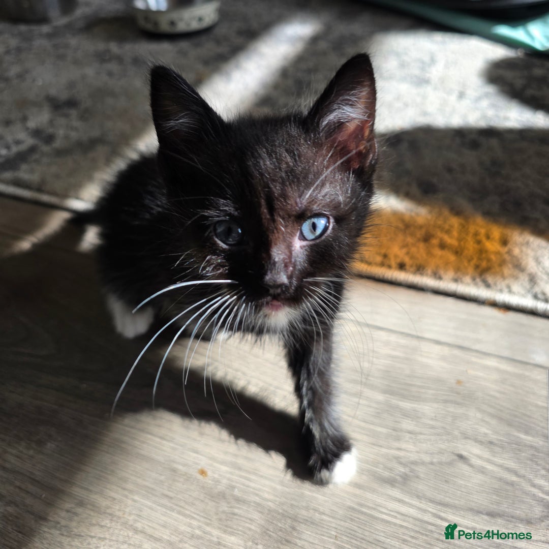 Mixed Breed cats for sale: 5 kittens  - Image 3