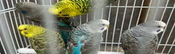 Budgerigars birds for sale: Black wing budgies, split to b/f & b/w - Advert 4