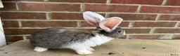 Mixed Breed rabbits for sale: Giant rabbit babies  - Advert 5