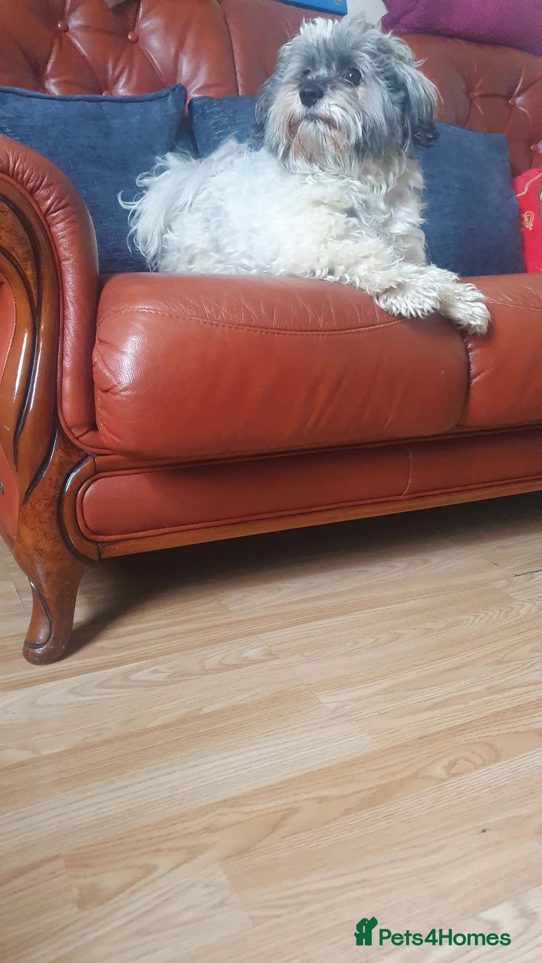 Bichon Frise dogs for stud: Charming Havachon for stud in Bury - Advert 15