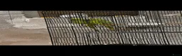 Ringnecks birds for sale: 2 Ringneck parrots 🦜  in Bristol - Advert 3