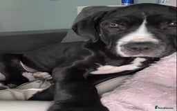Great Dane dogs for sale: Great Dane puppy  - Image 5
