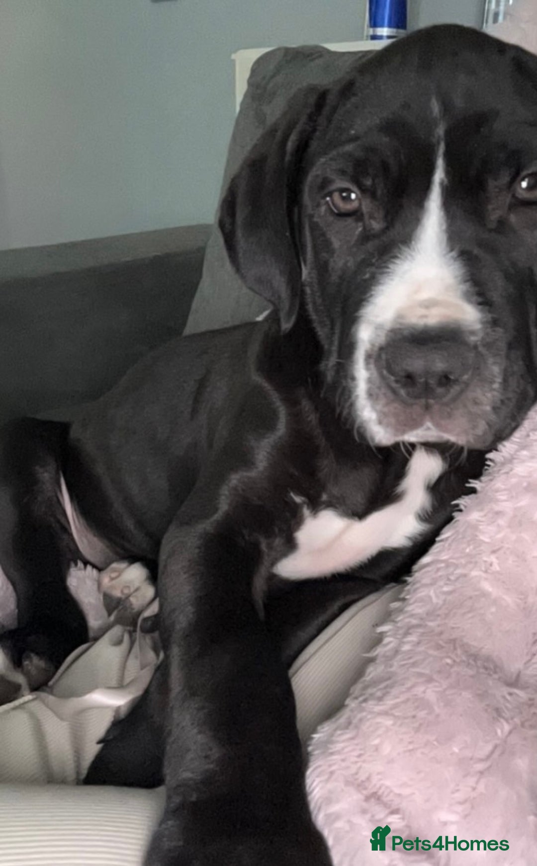 Great Dane dogs for sale: Great Dane puppy  - Image 5