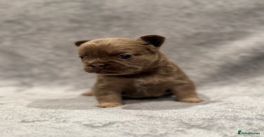 French Bulldog dogs - Advert 12