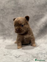 French Bulldog dogs - Advert 12