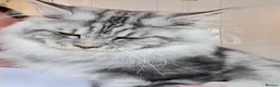 Maine Coon cats for stud: BEST MC KITTEN 2024 - BLACK SILVER CLASSIC TABBY in Flint - Advert 4
