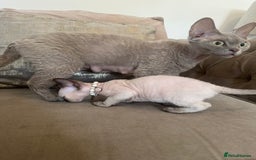 Devon Rex cats for sale: Two Adorable Devon Rex Kittens 💙🩷 - Image 9