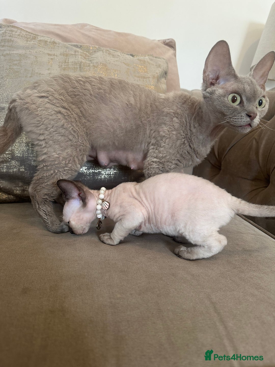 Devon Rex cats for sale: Two Adorable Devon Rex Kittens 💙🩷 - Image 9