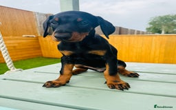 Dobermann dogs for sale: KC Registered Doberman Puppies 🐾🐾🐾 - Image 4