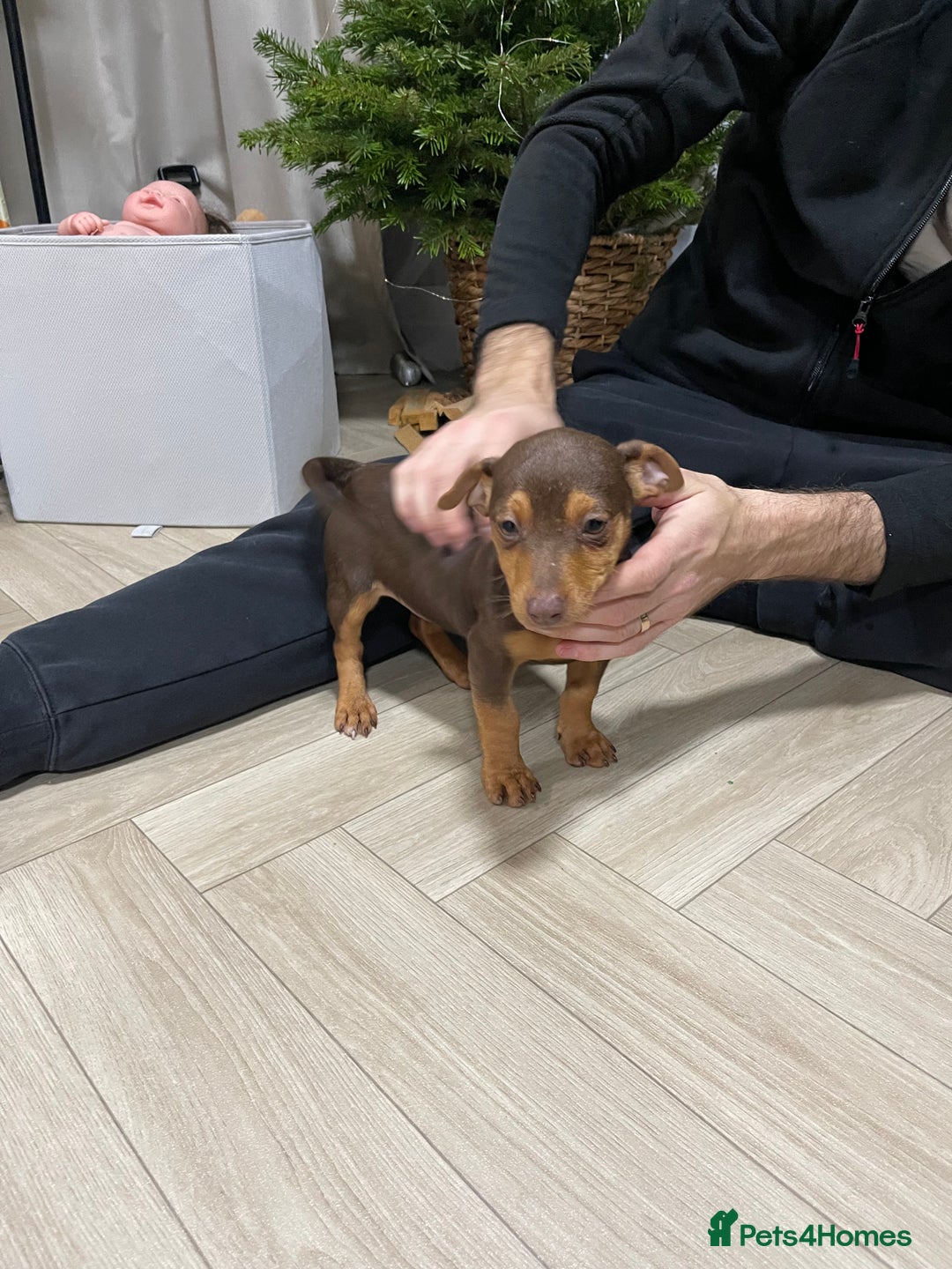 Jack Russell dogs for sale: Beautiful chocolate Jack Russell female puppies  - Advert 2