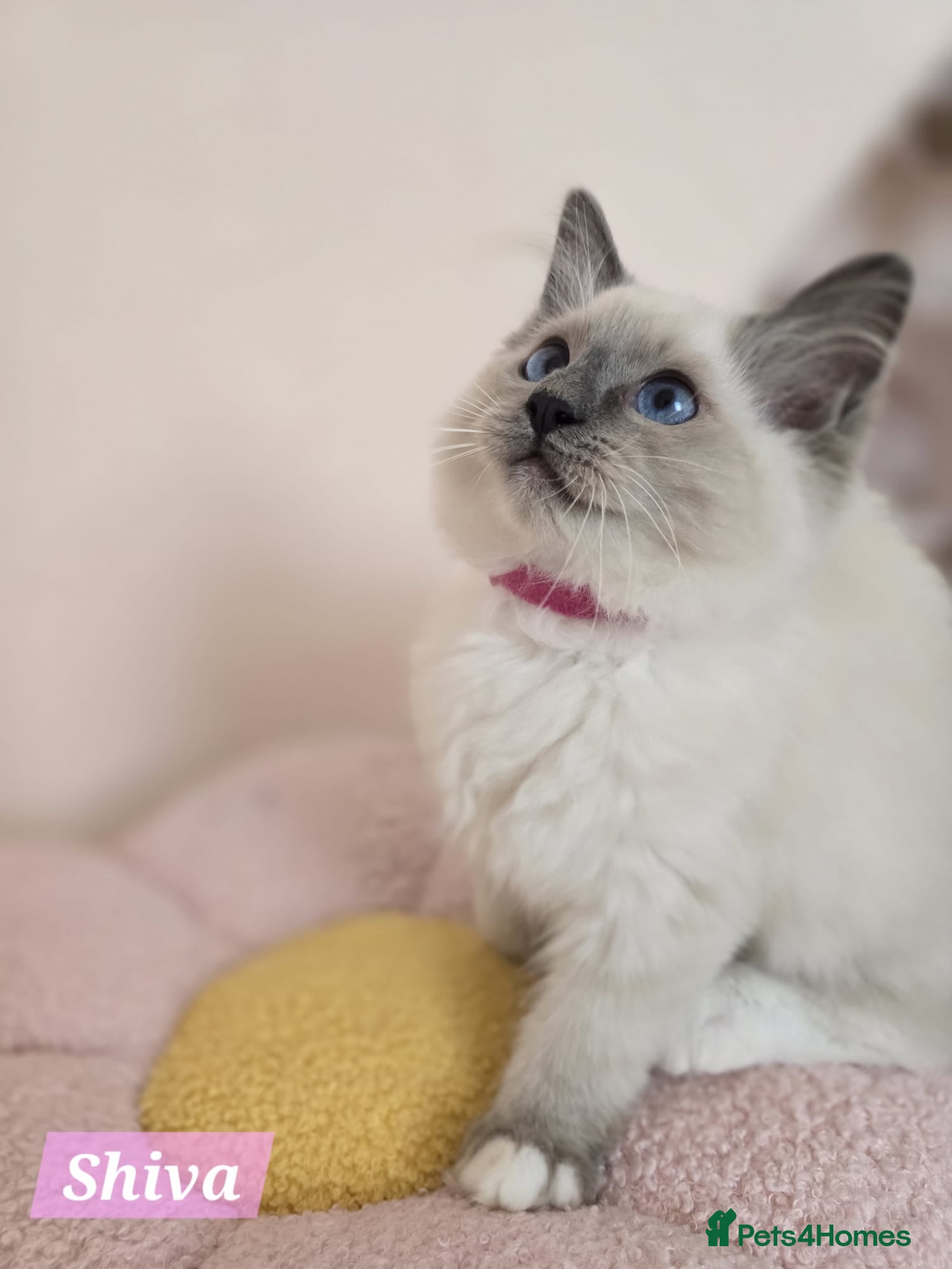 Ragdoll cats 😻GCCF Pedigree Kittens Luxury, Beauty&Exceptional - Advert 2