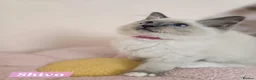 Ragdoll cats for sale: 😻GCCF Pedigree Kittens Luxury, Beauty&Exceptional - Advert 2