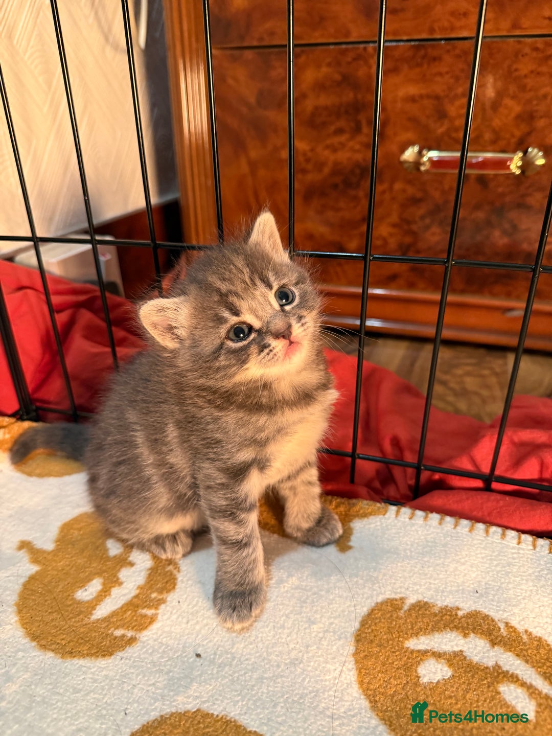 Mixed Breed cats for sale: Mixed grey tabby & British short hair male  - Advert 4