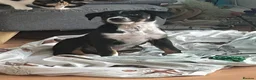 Border Collie dogs for sale: Border collie male pup  - Advert 5