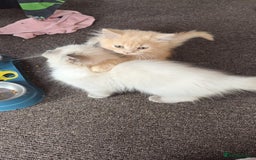 British Longhair cats for sale: British longhair/free - Image 5