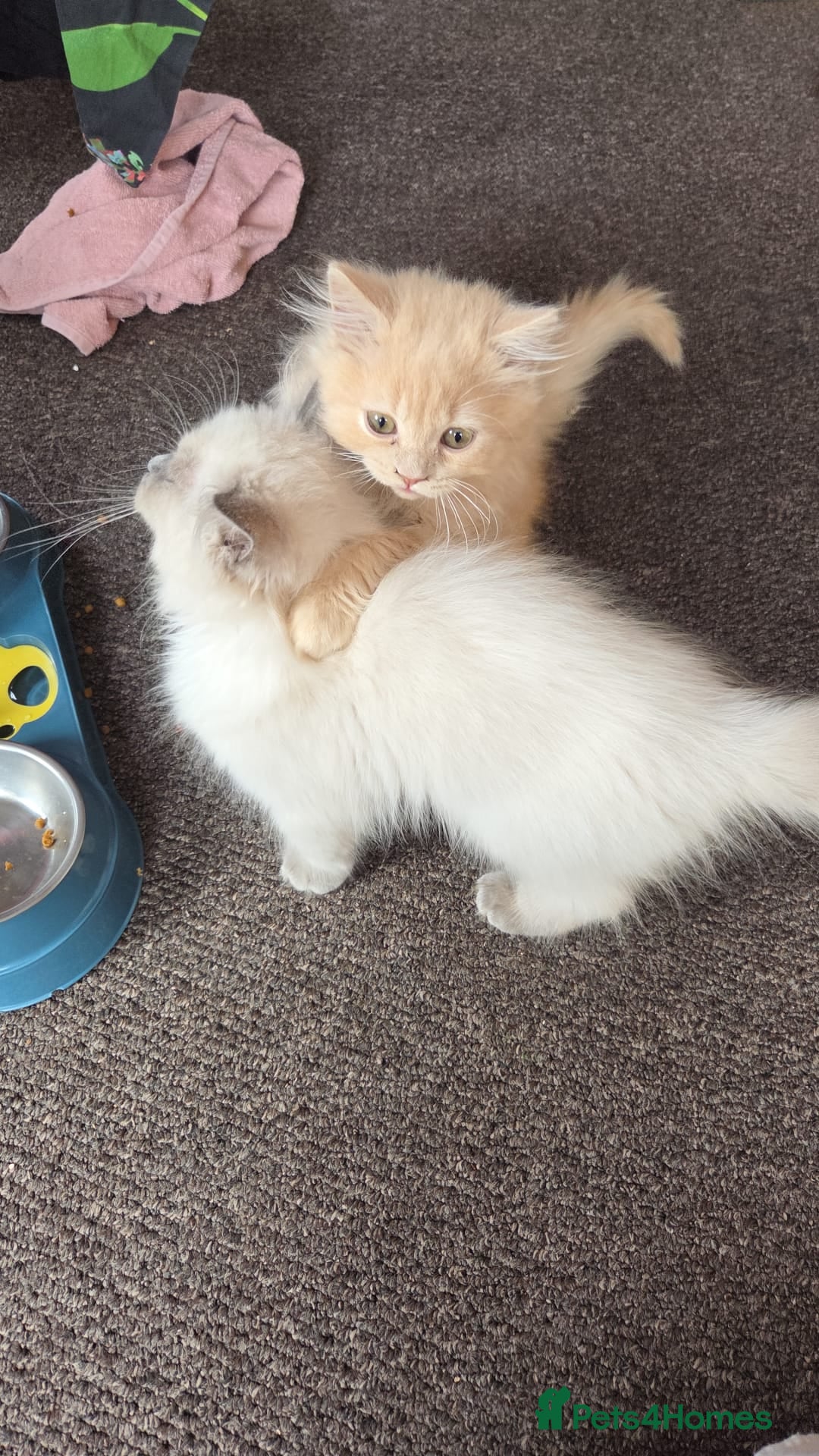 British Longhair cats for sale: British longhair/free - Image 5