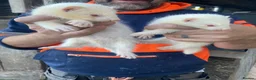 Mixed Breed livestock for sale: Ferrets and polecats in Heywood - Advert 3