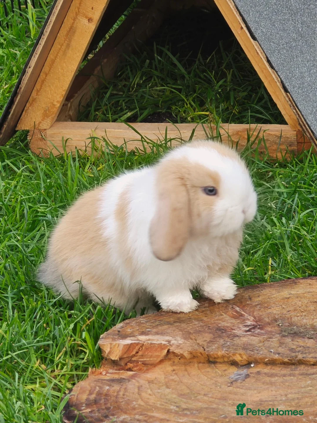 Mini Lop rabbits for sale: Mini lop bunnies in Forres - Advert 1