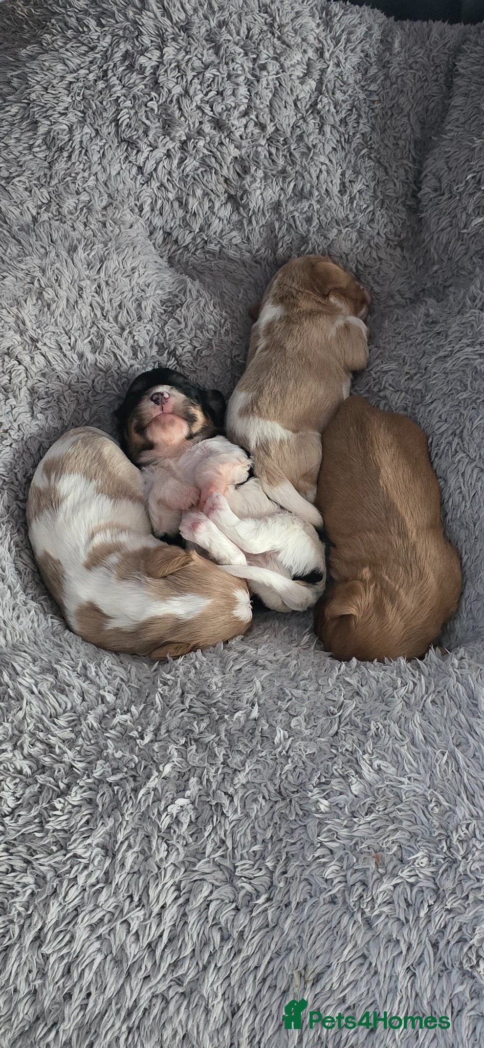 Cavachon dogs 4 Beautiful cavachon boy pups  - Advert 3