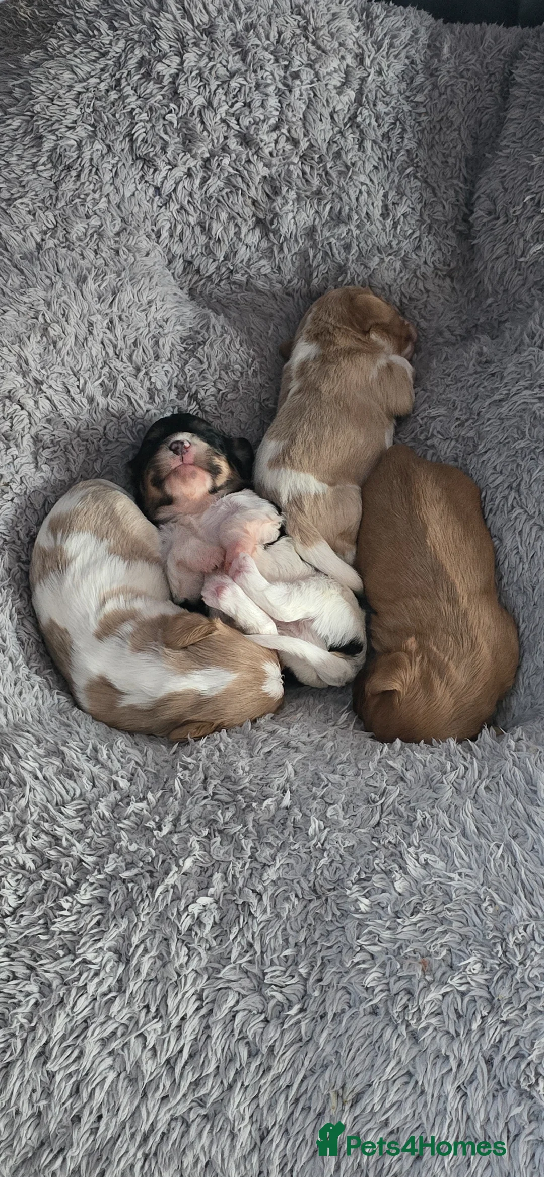 Cavachon dogs for sale: 4 Beautiful cavachon boy pups  - Advert 1