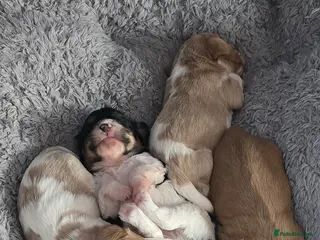 Cavachon dogs 4 Beautiful cavachon boy pups - Advert 3