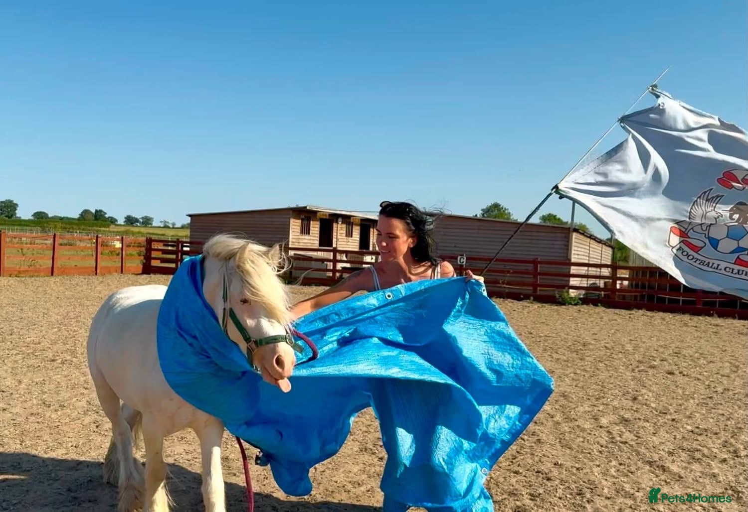 Other Breed horses 11hh TGCA cob  - Advert 1