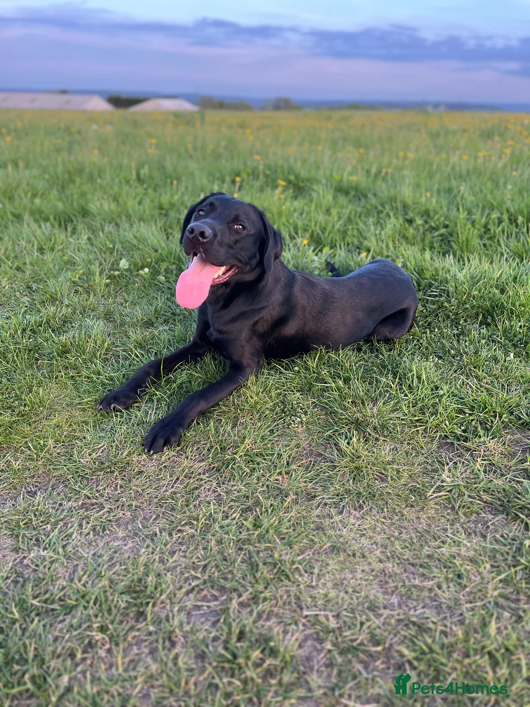 Labrador Retriever dogs for stud: Red, the black Labrador  - Advert 8