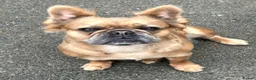 French Bulldog dogs for sale: Loving French Bulldog Girl – Family Home Required - Advert 4