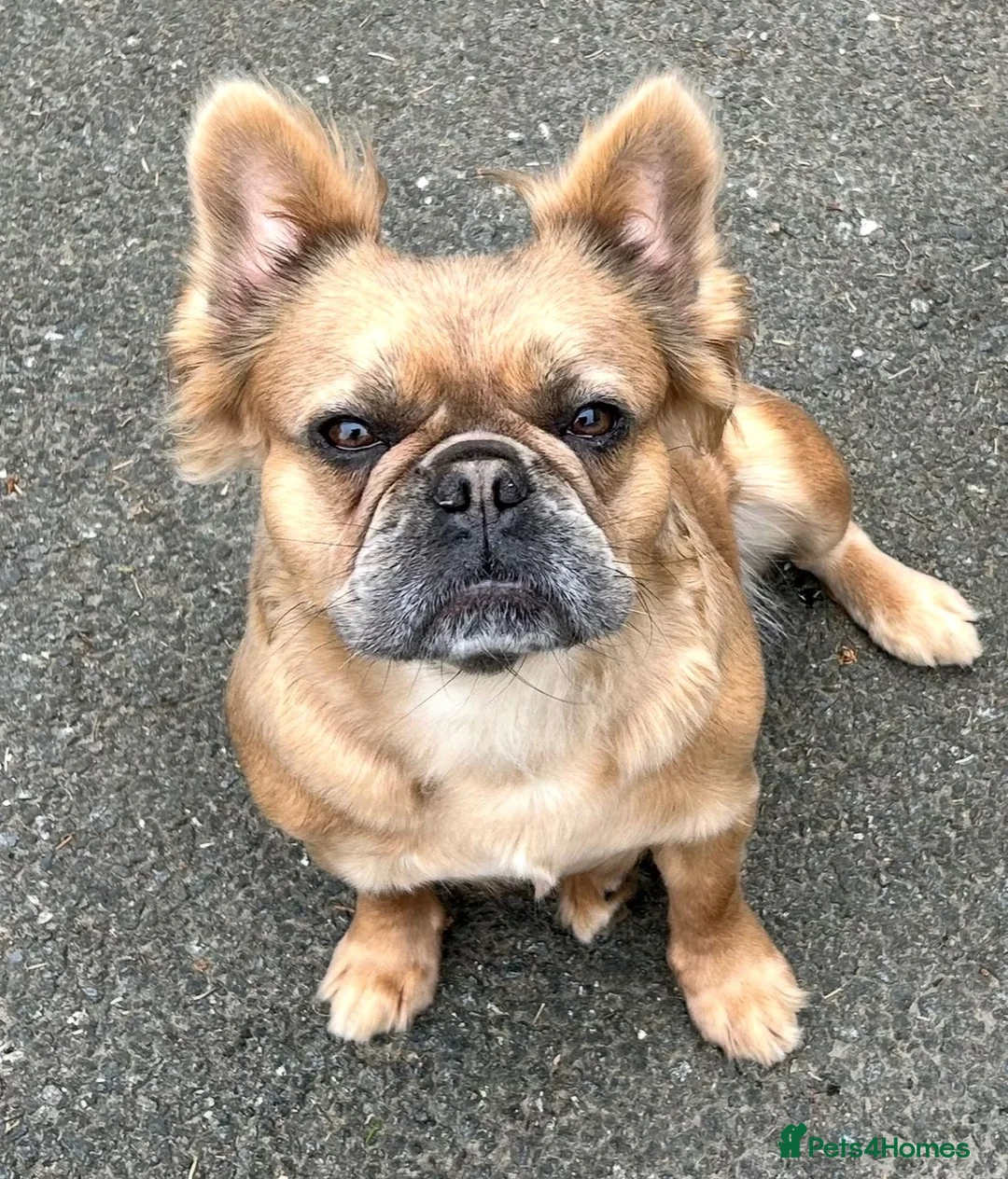French Bulldog dogs for sale: Loving French Bulldog Girl – Family Home Required - Advert 4